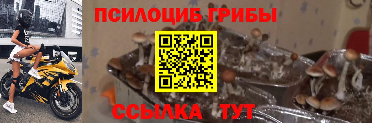 Галлюциногенные грибы MAGIC MUSHROOMS Борисоглебск